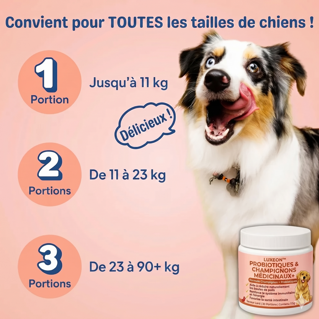 Fiabelo® Champignon médicinal Turkey Tail + Probiotiques